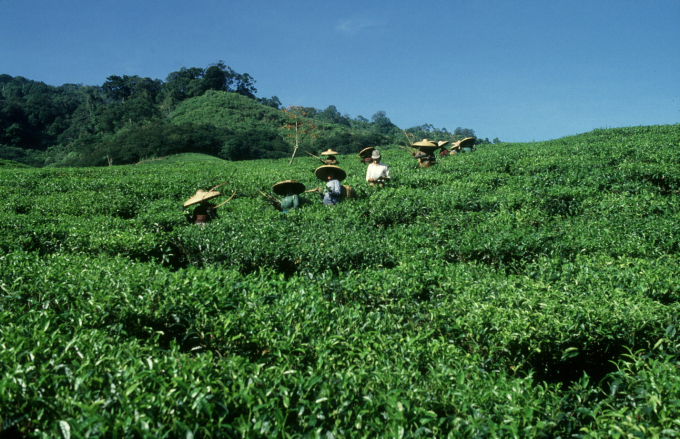 Tea is a labour intensive sector that provides jobs and income to many of the poorest rural communities in the world. Photo: Roberto Faidutti