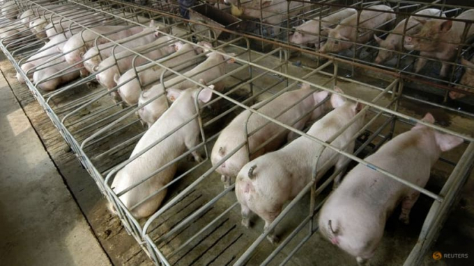 Một số chuyên gia hoài nghi khả năng Trung Quốc sẽ cần tới 55 triệu tấn thịt lợn trong tương lai. Ảnh: RT