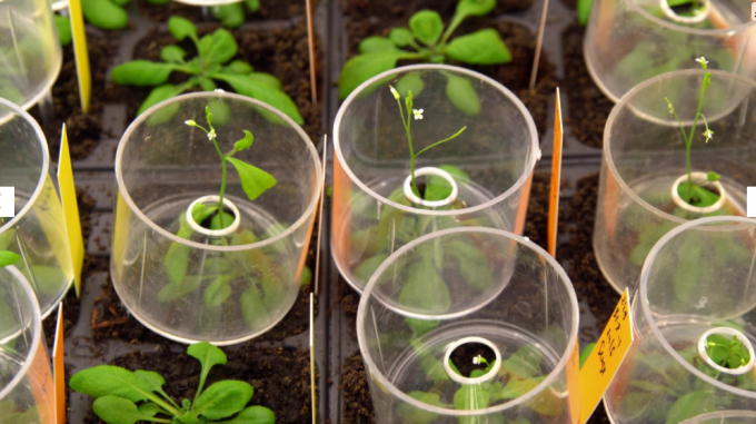 The scientists performed the majority of their experiments on thale cress plants (Arabidopsis thaliana). Photo: Deposit