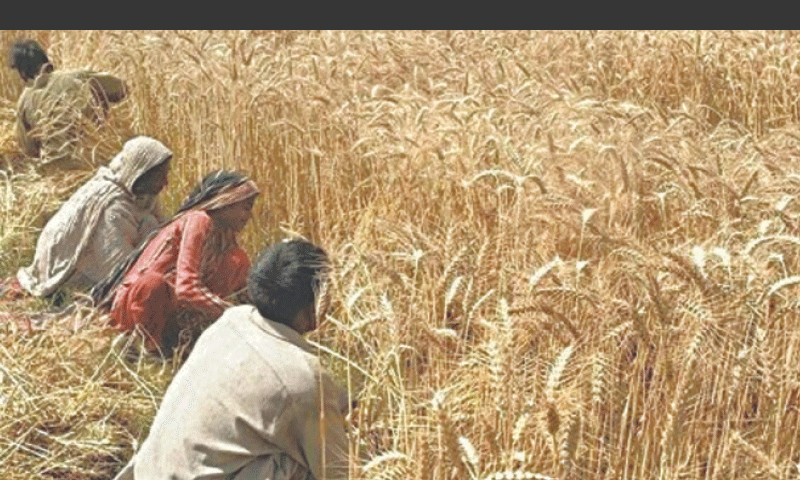 ‘Insecure’ wheat growers switching to other cash crops