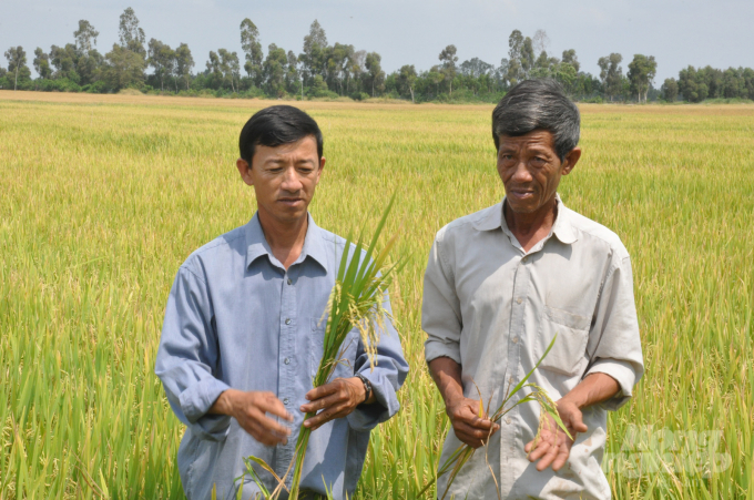 Nông dân theo dõi điều trị kịp thời sâu bệnh hại lúa ở Kiên Giang - ảnh HĐ.