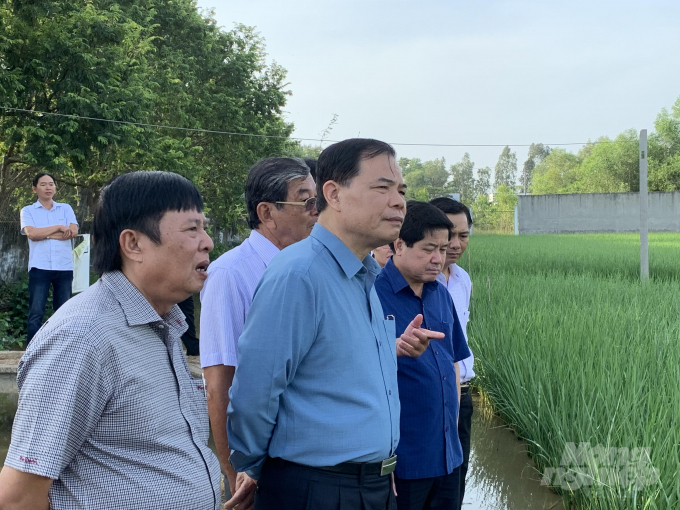Bộ trưởng Nguyễn Xuân Cường thăm vùng sản xuất lúa giống ST25 sáng 8/1 tại Sóc Trăng. Ảnh: HĐ.