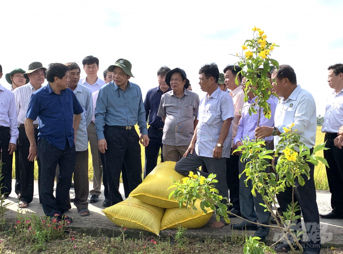 Bộ trưởng Nguyễn Xuân Cường thăm vùng thu hoạch lúa đông xuân sớm 2020-2021. Ảnh: HĐ.