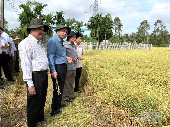 Đoàn công tác Bộ NN-PTNT thăm đồng lúa ST25 chín sớm trước tết ở huyện Long Phú, Sóc Trăng. Ảnh: HP.
