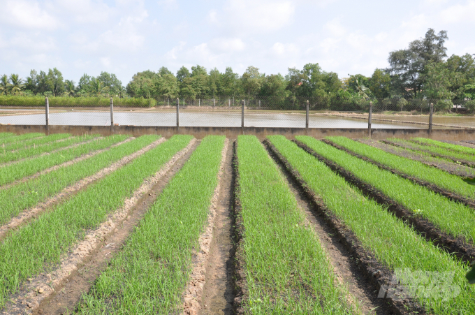 Mô hình gieo mạ giảm lượng lúa giống trong sản xuất ở ĐBSCL. Ảnh: HĐ.