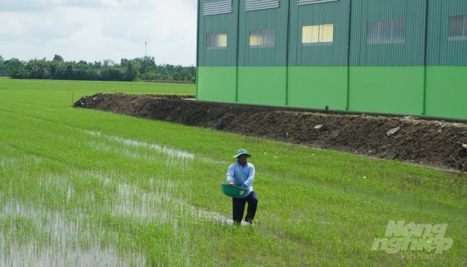 Nông dân tham gia sản xuất lúa trên cánh đồng lớn ở huyện Kế Sách, tỉnh Sóc Trăng. Ảnh: HĐ.