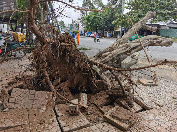 Cây xanh đổ ngã trên đường Nguyễn Văn Cừ, TP Cần Thơ. Ảnh: BVT.