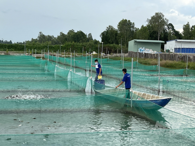 In Can Tho city, Pham Nghia Company has invested in bronze featherback farming according to GlobalGAP standards. Photo: HD.