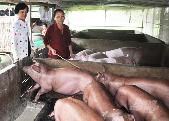 Pig farmers expect increasing meat demand in year-end market. Phot: Huu Duc.