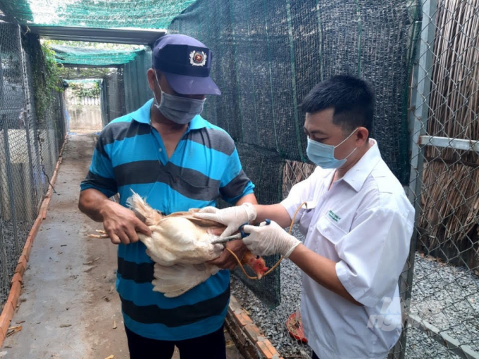 Currently, the whole Mekong Delta region does not report any outbreak of avian influenza H5N1. Photo: Huu Duc.