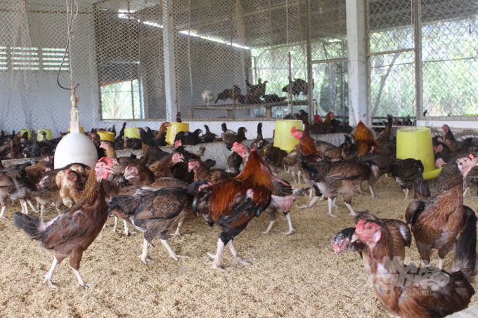 : Biological pads are used in a poultry farming. Photo: Huu Duc.