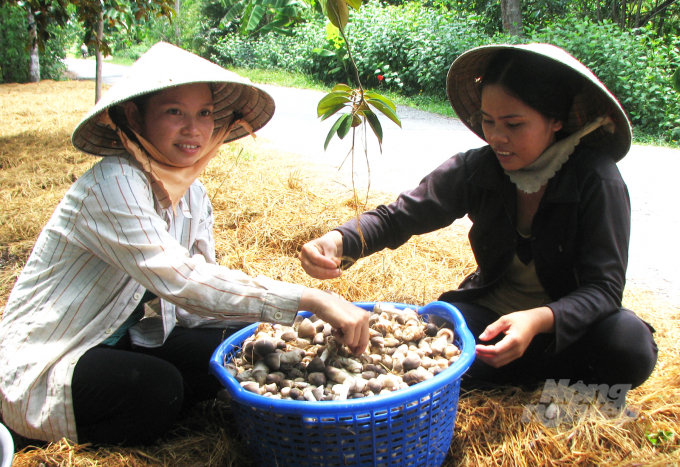 Nhờ tận dụng nguồn phụ phẩm rơm rạ, bà con nông dân ở Sóc Trăng đã có nguồn thu nhập thêm nhờ chất nấm rơm. Ảnh: Hữu Đức. 