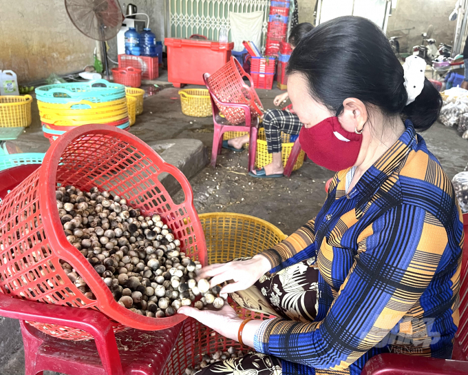 Thu mua nấm rơm, phân loại, sơ chế tại huyện Lai Vung, Đồng Tháp. Ảnh: HĐ.