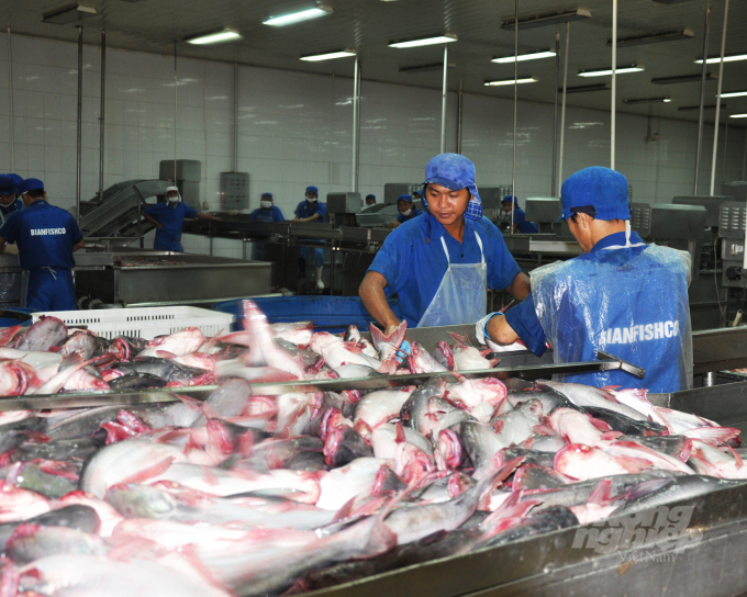 In 2021, pangasius production reached 1.52 million tonnes, up 1.63% over the same period in 2020. Photo: HD.