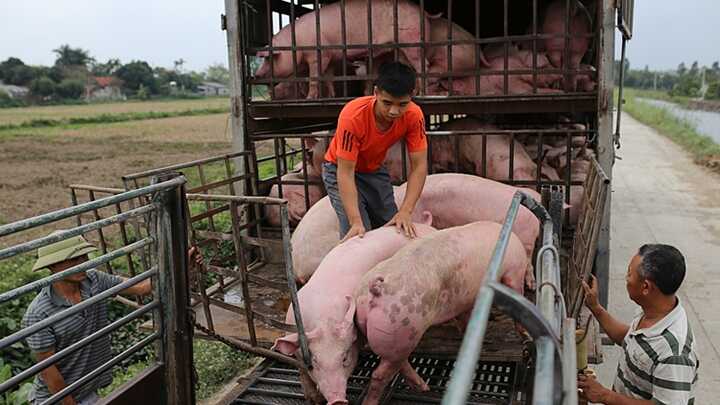 Cập nhật giá heo hơi hôm nay ngày 16/12/2020