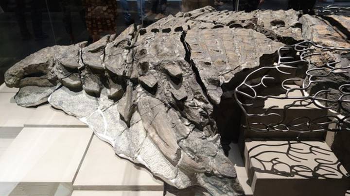 Nửa trước được bảo tồn tuyệt vời của con khủng long bọc giáp nặng hơn một tấn được trưng bày tại Bảo tàng Royal Tyrell, Canada - Ảnh: Etemenanki3