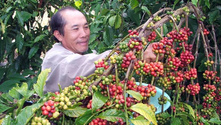 Dự án đã thay đổi thực hành sản xuất cà phê chất lượng cao cho nông dân.