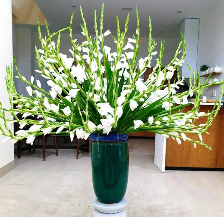 Việc lựa chọn hoa lay ơn mày trắng cũng rất được ưa chuộng nhưng phù hợp để trưng lên bàn hơn.