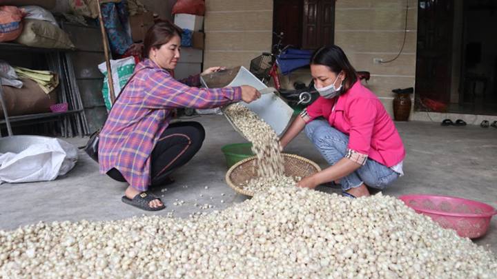 Hành chăm chất đống trong nhà vì không ai thu mua.