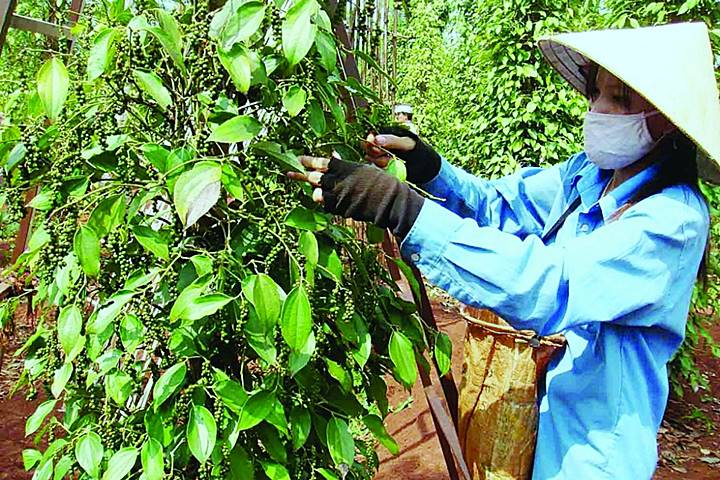 Pepper price in Gia Lai Province slightly decreases on April 1