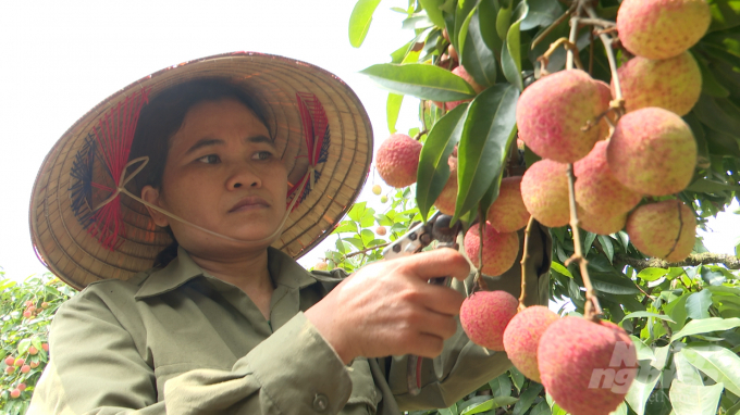 Tính đến ngày 29/5/2020, toàn huyện Lục Ngạn đã thu hoạch, tiêu thụ được 415 tấn vải chín sớm. Ảnh: Quang Dũng.