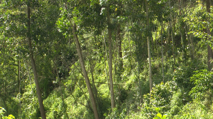 Nhiều cây keo phát triển tốt có đường kính khoảng 70-80 cm. Ảnh: Quang Dũng.