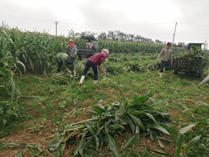 The yield of biomass corn is estimated between 30 tons and 34 tons/ha, the current selling price is from VND 20 million to VND 26 million/ha. Photo: Trung Quan.