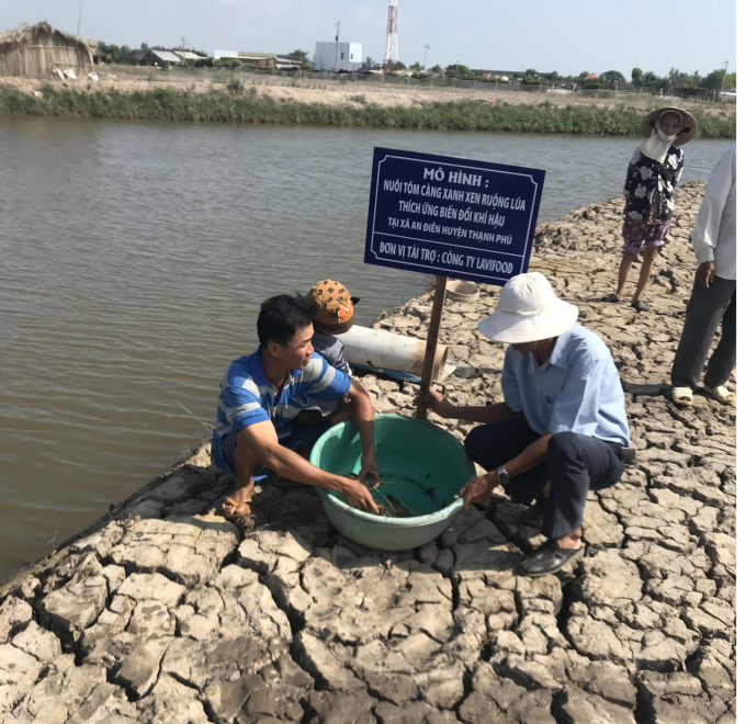 In Ben Tre, a model of shrimp farming technology, including all-male giant freshwater shrimp in paddy fields, gave birth to Thanh Phu Clean Rice brand which was grown in An Nhon and My An communes, Thanh Phu district. Photo: Nguyen Le.