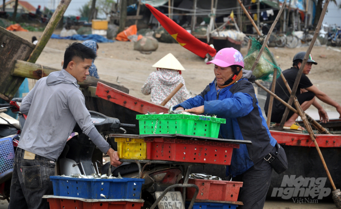 Cá trích lên bờ được thương lái săn mua với giá từ 10-15 nghìn đồng/kg. Ảnh: Võ Dũng