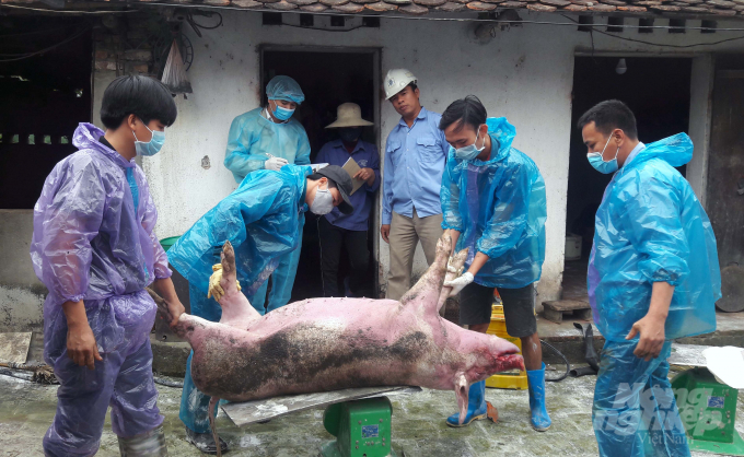 Cơ quan chức năng tỉnh Thanh Hóa tiêu hủy gần 14,4 triệu tấn lợn nhiễm DTLCP. Ảnh: Võ Dũng.