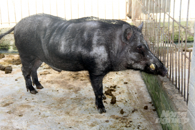Theo anh Huân, điều quan trọng khi nuôi lợn rừng là chọn được đực giống tốt, tránh để lợn giao phối cận huyết. Vì vậy, trong trại nuôi của anh có đến 5 con lợn đực, đánh đánh số để tránh hiện tượng giao phối cận huyết. Ảnh: Việt Khánh.