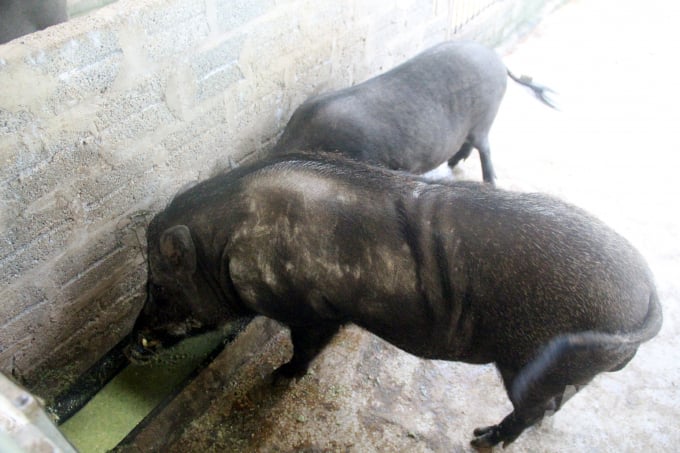 Lợn ăn bằng nguồn thức ăn này có khả năng chống chịu cao với dịch bệnh và nguồn phân thải ra giảm được mùi hôi thối. Ảnh: Việt Khánh.