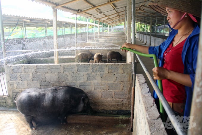 Ngoài việc rải vôi bột, phun tiêu độc khử trùng định kỳ, vào mùa nắng, lợn thường xuyên được tắm mát. Ảnh: Việt Khánh.