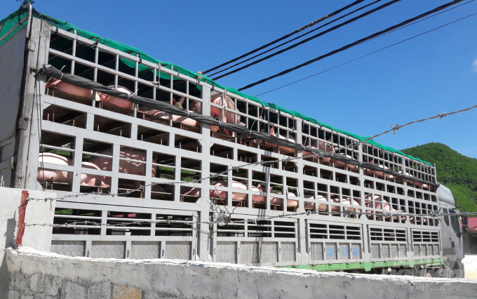 Với việc nhập thêm 320 con lợn bố mẹ từ Thái Lan, Thanh Hóa hiện có gần 111,5 nghìn con lợn giống sinh sản. Tổng đàn lợn của Thanh Hóa hiện đạt trên 96% tổng đàn trước dịch tả lợn châu Phi. Ảnh: Võ Dũng.