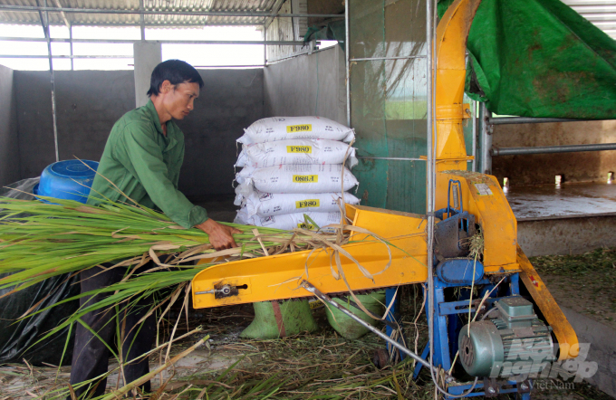 Cỏ sau khi thu hoạch sẽ được máy cắt nhỏ bằng máy; một phần cấp thức ăn xanh cho bò, một phần được chế biến. Ảnh: Võ Dũng.