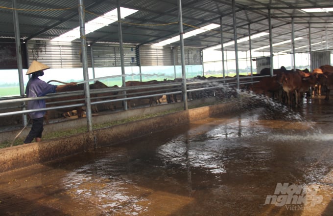 Đàn bò sinh sản được tắm vào những khung giờ nhất định trong ngày, nhất là vào mùa hè để đảm bảo sức khỏe. Ảnh: Võ Dũng.