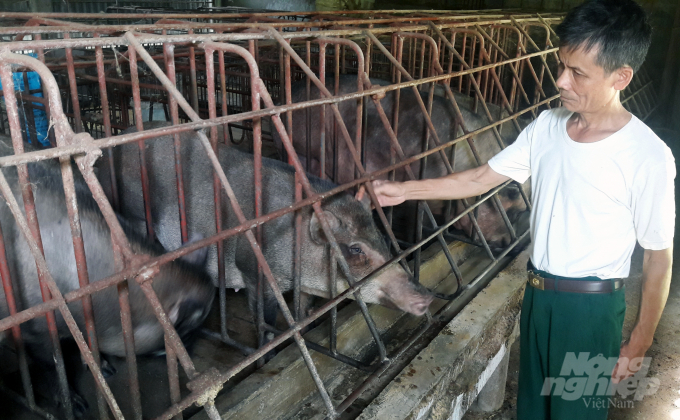 Trang trại tổng hợp Vĩnh Châu hiện có 8 con lợn nái rừng. Lợn thương phẩm nuôi đến đâu được thương lái đặt hàng đến đó. Ảnh: Võ Dũng.