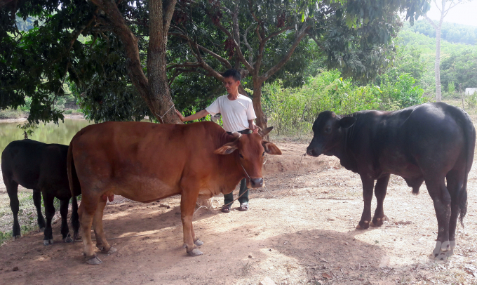 Ngoài lợn, trang trại tổng hợp Vĩnh Châu có 10 con bò sinh sản, vườn cây, ao cá, mỗi năm lãi ròng trên 200 triệu đồng. Ảnh: Võ Dũng.