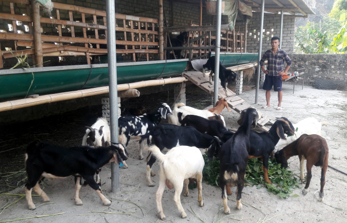 Xã Hoàng Sơn có trên 100 hộ nuôi dê vỗ béo, mỗi năm xuất chuồng hàng chục ngàn con dê. Ảnh: Võ Dũng.