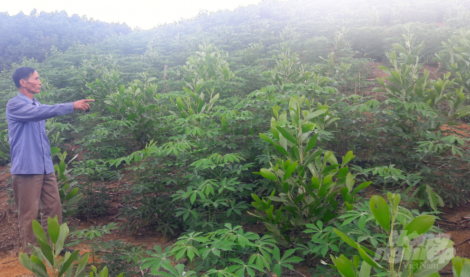 Chín tháng đầu năm 2020, tỉnh Thanh Hóa trồng được 7.053 ha rừng, đạt 70,53% kế hoạch trồng mới năm 2020. Ảnh: Võ Dũng.