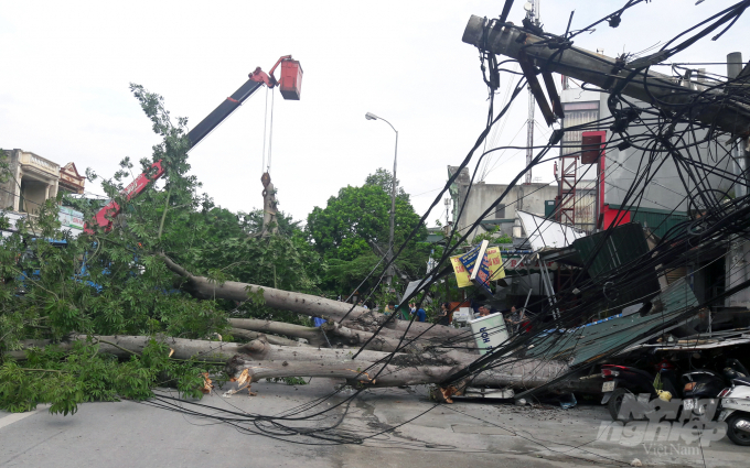 Bão số 5 chưa đổ bộ nhưng hai cây bông gòn lớn tại thành phố Thanh Hóa (tỉnh Thanh Hóa) đã bật gốc quật gãy 2 cột điện, gây thiệt hại một số công trình ven đường Lê Lai, gây ra sự cố mất điện. Ảnh: Võ Dũng.