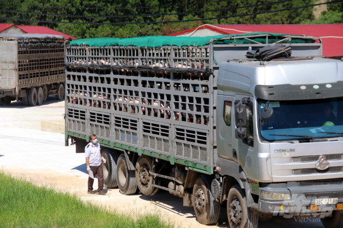 Sau nhiều nỗ lực tái đàn, đến nay Thanh Hóa đã có 1,2 triệu con lợn, đạt 100% so với thời điểm xuất hiện dịch tả lợn châu Phi. Ảnh: Võ Dũng.
