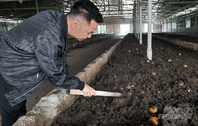 Nông trại cam bưởi Chung Thủy nuôi 6 nghìn m2 giun quế, mỗi năm thu về 3.000 tấn phân để bón cho cây trồng.