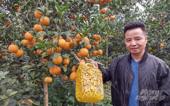 Nông trại cam bưởi Chung Thủy sử dụng các loại bẫy diệt sâu bọ, thuốc BVTV có nguồn gốc sinh học như thuốc lào, ớt, tỏi, gằng, lá xoan... trộn lẫn vào nhau, chiết xuất phun cho cây trồng. 