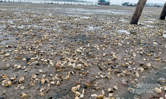 Hiện tượng ngao chết tại các phường Hải Ninh, Hải Châu bắt đầu từ cuối tháng 2, đầu tháng 3/2021. Đến thời điểm này, tại một số hộ nuôi, ngao chết trắng bãi. Ảnh: Võ Dũng.