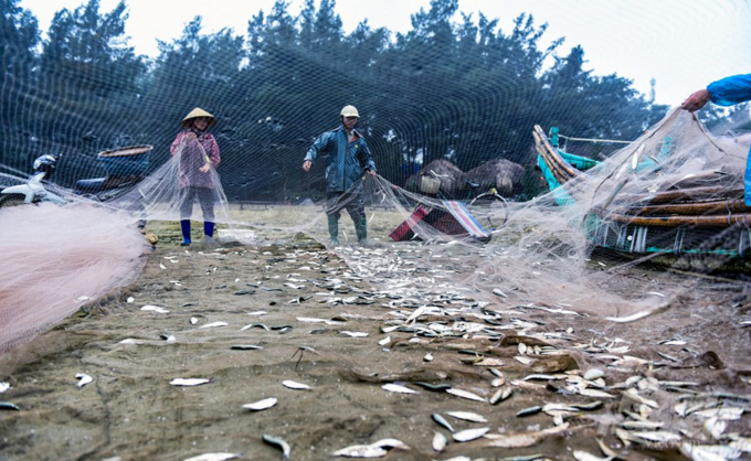 Mùa đánh bắt cá trích tại vùng biển Thanh Hóa thường diễn ra vào tháng Giêng đến tháng 3 hàng năm. Ảnh: Võ Dũng.