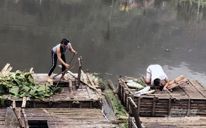 Cá chết bất thường trên sông Mã xảy ra từ ngày 14/3. Thời điểm cá chết nước có màu đen. Ảnh: Người dân cung cấp.