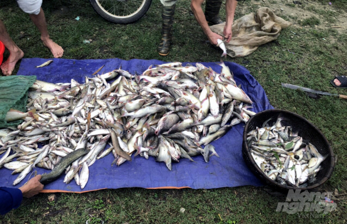 Hiện đã có 71 hộ nuôi cá lồng với 114 lồng, bè có cá bị chết với tổng khối lượng 3,393 tấn, tập trung tại thị trấn Cành Nàng các xã Ái Thượng và Hạ Trung. Ảnh: Người dân cung cấp.