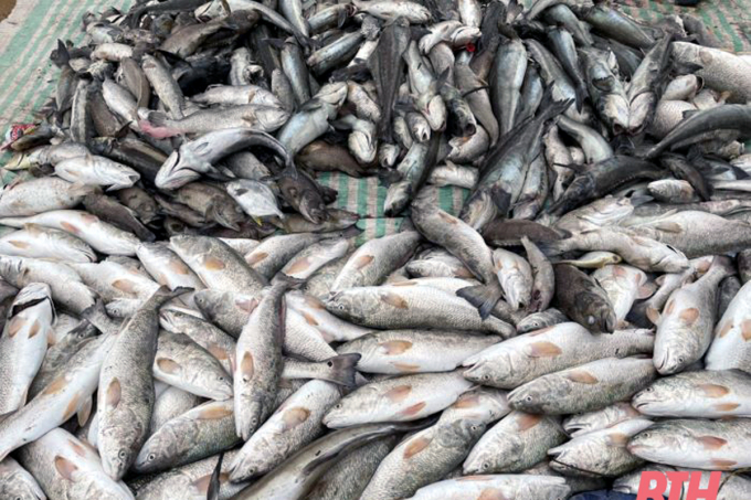 Hiện tượng cá chết bất thường tại xã Nghi Sơn xẩy ra từ 1-2/4/2021. Ảnh: BTH.