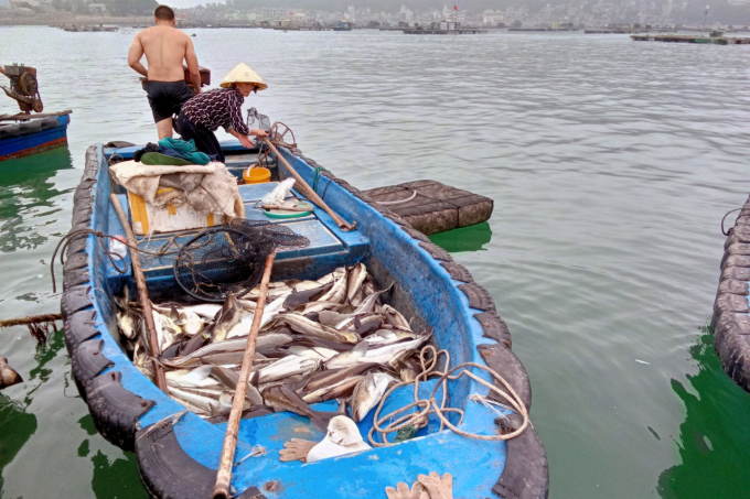 Sau khi có hiện tượng cá chết bất thường, người nuôi đã tích cực vớt cá chết giảm thiểu ô nhiễm môi trường và thu hoạch số cá bị ảnh hưởng để tránh thiệt hại lớn. Ảnh: ĐVH.